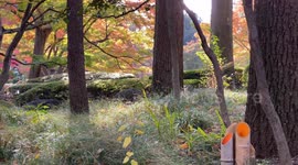 Autumn Beauty Of A Japanese Garden: Otaguro Park, Tokyo Japan