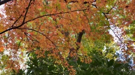 Autumn Beauty Of A Japanese Garden: Otaguro Park, Tokyo Japan