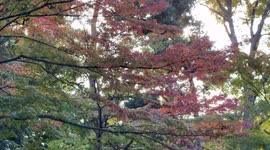 Autumn Beauty Of A Japanese Garden: Otaguro Park, Tokyo Japan