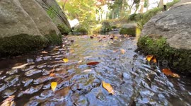 Autumn Beauty Of A Japanese Garden: Otaguro Park, Tokyo Japan