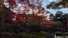 Autumn Beauty Of A Japanese Garden: Otaguro Park, Tokyo Japan