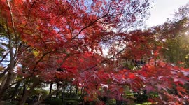 Autumn Beauty Of A Japanese Garden: Otaguro Park, Tokyo Japan