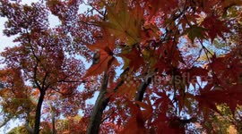 Autumn Beauty Of A Japanese Garden: Otaguro Park, Tokyo Japan