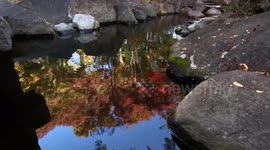 Autumn Beauty Of A Japanese Garden: Otaguro Park, Tokyo Japan