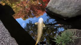 Autumn Beauty Of A Japanese Garden: Otaguro Park, Tokyo Japan