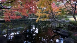 Autumn Beauty Of A Japanese Garden: Otaguro Park, Tokyo Japan