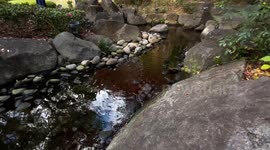 Autumn Beauty Of A Japanese Garden: Otaguro Park, Tokyo Japan