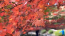 Autumn Beauty Of A Japanese Garden: Otaguro Park, Tokyo Japan