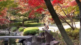 Autumn Beauty Of A Japanese Garden: Otaguro Park, Tokyo Japan