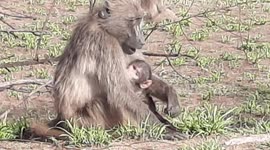 Thirsty and itchy baby baboon