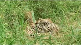 Leopard mother and cub have adorable cuddle session