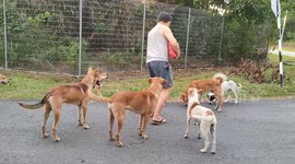 Animal-lover feeds stray dogs during new Malaysian COVID-19 lockdown