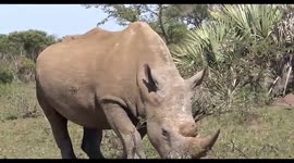 Watch a Rhino chewing grass close up