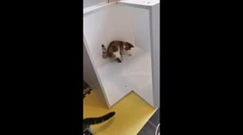 Cute Cats having fun