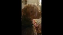 Scared Dog on fireworks night