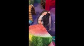 Skinny Pig enjoying watermelon