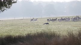 Loose dog chases deer in Richmond Park