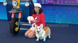 Pet dogs enjoy colourful trade show in Bangkok, Thailand