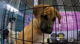 Pet dogs enjoy colourful trade show in Bangkok, Thailand  (FPV handheld)