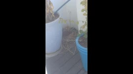 A bird nesting.