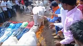 Watch -New file - In a Bizzare ritual villagers allow hundred of cows to trample them in Jhabua