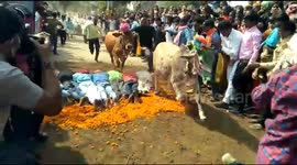 Watch - More visuals -  In a Bizzare ritual villagers allow hundred of cows to trample them in Jhabua