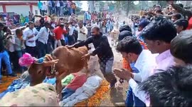 Hindu faithful trampled by cows in ancient Diwali ritual in northern India