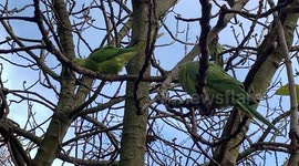 Green Parakeets Beat The Lockdown Blues