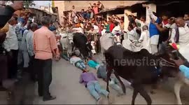 Watch - Villagers in Ujjain allows hundreds of cows to trample them in a unique ritual