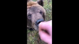 Russian man trusts pet bear so much he even puts his fingers in its mouth