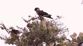 Magnificent endangered Carnaby's Black-Cockatoos calling, feeding and flying
