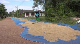 Farmer drying rice harvest on the road in rural Thailand