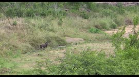 Big Lion fails in one on one hunt with Nyala antelope