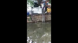 Fire Brigade Team Rescues a Kitten Entering the River