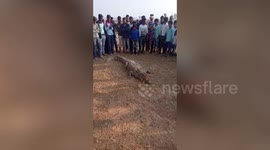 Locals bewildered as crocodile is spotted strolling through field in central India