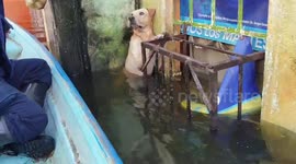 Shivering Labrador rescued from floods caused by Hurricane Eta in Mexico