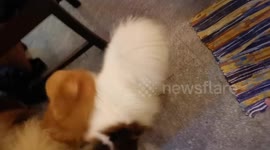 Reunited with playful pomeranian puppies during pandemic