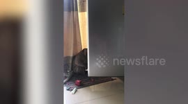 Family find monkey burglar raiding their fridge in Thailand