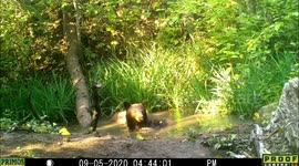 Bear cub and mom 5Sep2020