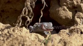 Wildlife Photographer Captures Up Close Footage Of Adorable Gecko