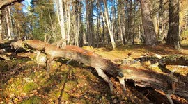Red Squirrel seen scenting a log with it's chin and wrists.