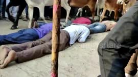 Hindu faithful trampled by cows in ancient Diwali ritual in northern India