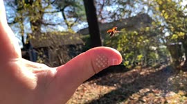 Incredible slow-mo footage shows fascinating flight of ladybug