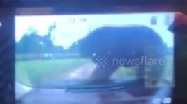 Tourists panic as bear jumps onto their car and cracks windscreen in Chinese zoo