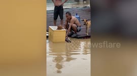 Trapped dogs rescued using polystyrene box in Philippines during Typhoon Vamco