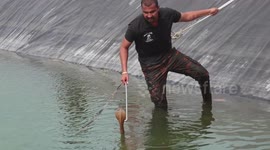 Wildlife official dangled into pond to rescue stranded cobra in western India