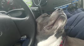 My dog enjoying loose Uhaul steering