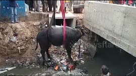 Crane used to winch stranded buffalo out of north Indian stream