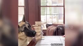 Watch this clever dog play Jenga with her owner