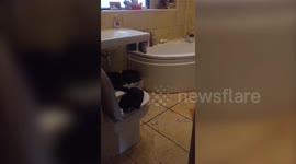 A pet owner was astonished after discovering his rescue cat using the TOILET in their bathroom